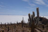 Wanderung auf der Insel Incahuasi auf dem Salzsee in Uyuni in Bolivien (9)