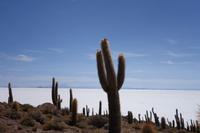 Wanderung auf der Insel Incahuasi auf dem Salzsee in Uyuni in Bolivien (10)