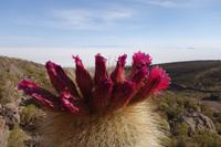 Salzsee Uyuni in Bolivien (5)