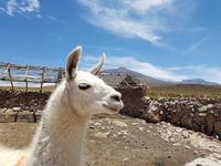 Llama in Bolivien
