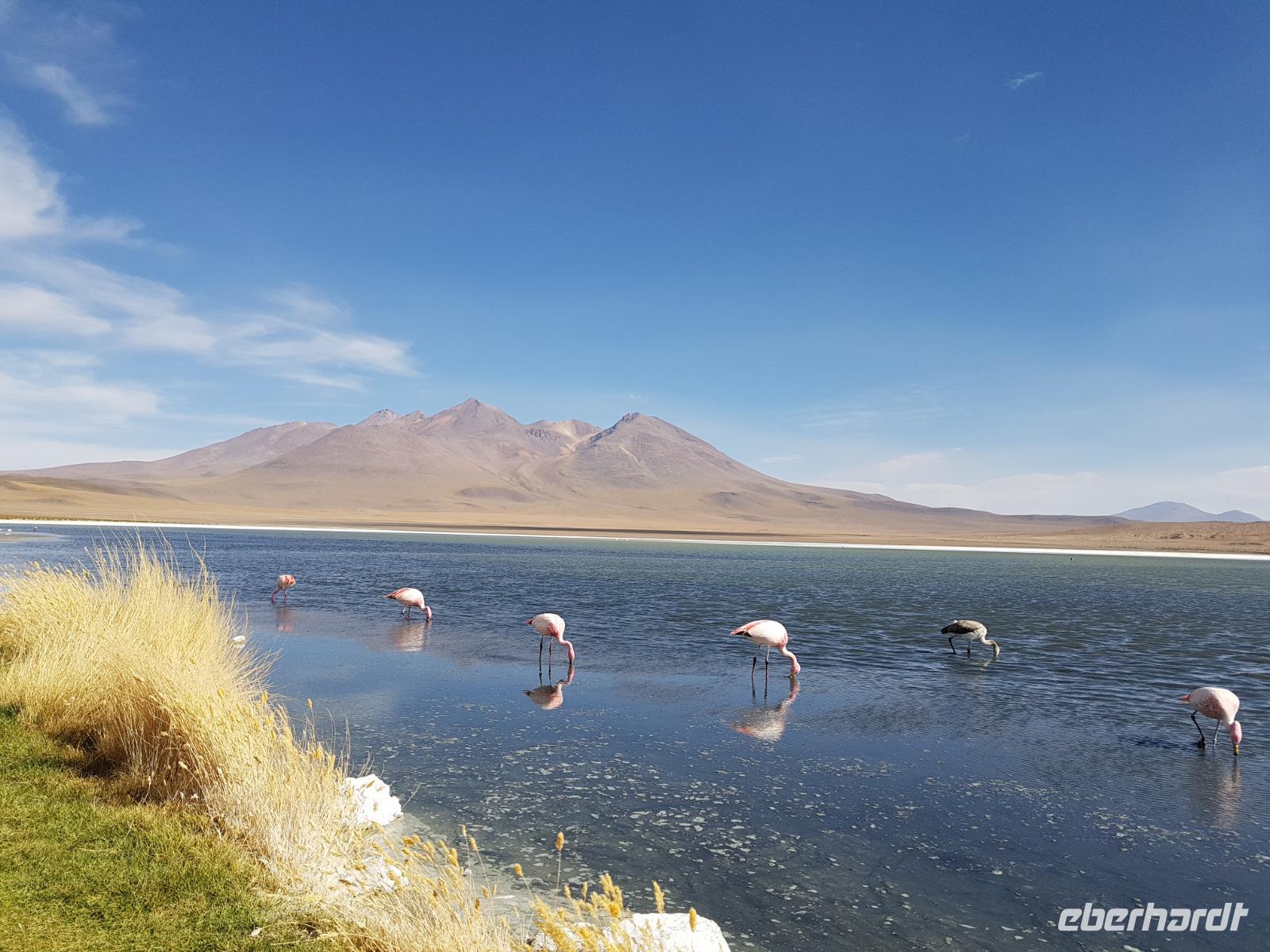Besuch der Hochland-Lagunen Canapa, Honda und Hedionda in Bolivien (2)