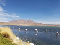 Besuch der Hochland-Lagunen Canapa, Honda und Hedionda in Bolivien (2)