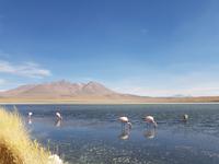 Besuch der Hochland-Lagunen Canapa, Honda und Hedionda in Bolivien (3)