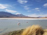 Besuch der Hochland-Lagunen Canapa, Honda und Hedionda in Bolivien (5)