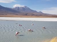 Besuch der Hochland-Lagunen Canapa, Honda und Hedionda in Bolivien (6)