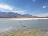 Besuch der Hochland-Lagunen Canapa, Honda und Hedionda in Bolivien