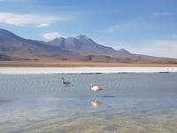 Besuch der Hochland-Lagunen Canapa, Honda und Hedionda in Bolivien (8)