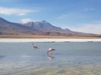 Besuch der Hochland-Lagunen Canapa, Honda und Hedionda in Bolivien (9)