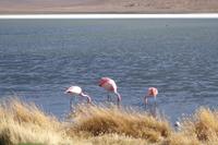 Besuch der Hochland-Lagunen Canapa, Honda und Hedionda in Bolivien (13)