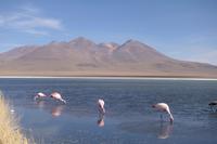 Besuch der Hochland-Lagunen Canapa, Honda und Hedionda in Bolivien (14)