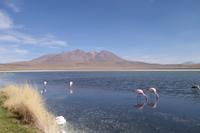 Besuch der Hochland-Lagunen Canapa, Honda und Hedionda in Bolivien (15)