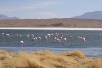 Besuch der Hochland-Lagunen Canapa, Honda und Hedionda in Bolivien (16)