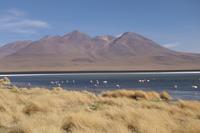 Besuch der Hochland-Lagunen Canapa, Honda und Hedionda in Bolivien (17)
