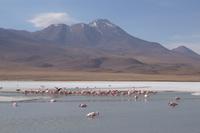 Besuch der Hochland-Lagunen Canapa, Honda und Hedionda in Bolivien (19)