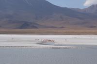 Besuch der Hochland-Lagunen Canapa, Honda und Hedionda in Bolivien (21)