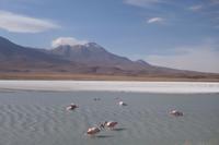 Besuch der Hochland-Lagunen Canapa, Honda und Hedionda in Bolivien (22)
