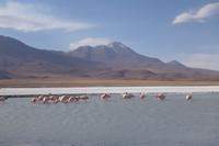 Besuch der Hochland-Lagunen Canapa, Honda und Hedionda in Bolivien (23)