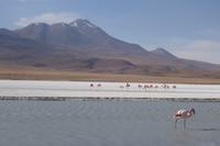 Besuch der Hochland-Lagunen Canapa, Honda und Hedionda in Bolivien (24)