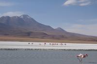 Besuch der Hochland-Lagunen Canapa, Honda und Hedionda in Bolivien (25)