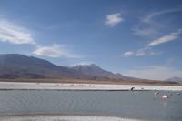 Besuch der Hochland-Lagunen Canapa, Honda und Hedionda in Bolivien (27)