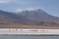 Besuch der Hochland-Lagunen Canapa, Honda und Hedionda in Bolivien (28)