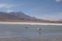 Besuch der Hochland-Lagunen Canapa, Honda und Hedionda in Bolivien (29)