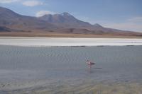 Besuch der Hochland-Lagunen Canapa, Honda und Hedionda in Bolivien (31)