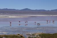 Wanderung Laguna Colorada - Eduardo Avaroa Nationalreservat - Bolivien (1)