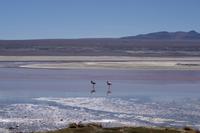 Wanderung Laguna Colorada - Eduardo Avaroa Nationalreservat - Bolivien (2)
