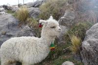 Sonneninsel auf dem Titicaca See - Bolivien (9)