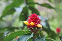 66 Amboro Nationalpark