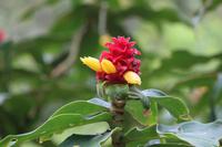 68 Amboro Nationalpark