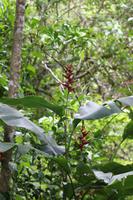 69 Amboro Nationalpark