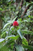 70 Amboro Nationalpark