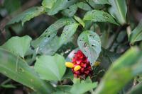 71 Amboro Nationalpark