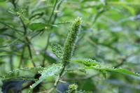 72 Amboro Nationalpark