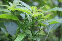 73 Amboro Nationalpark