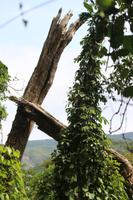 74 Amboro Nationalpark