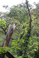 75 Amboro Nationalpark