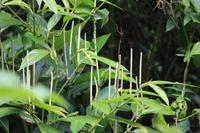 76 Amboro Nationalpark