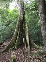 77 Bibosi im Amboro Nationalpark