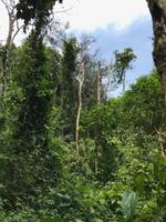 78 Amboro Nationalpark