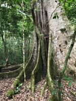 81 Bibosi im Amboro Nationalpark