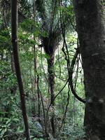 82 Amboro Nationalpark