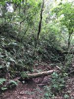 83 Amboro Nationalpark