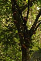 93 Amboro Nationalpark