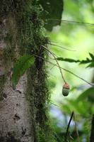 94 Amboro Nationalpark