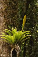 95 Amboro Nationalpark