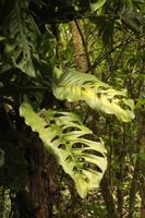 96 Amboro Nationalpark