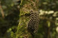 97 Amboro Nationalpark